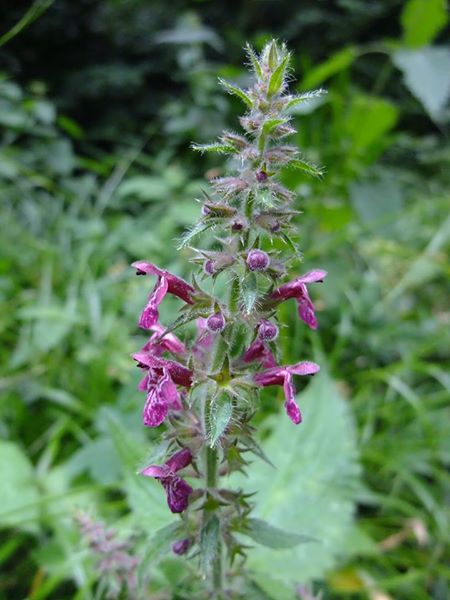 Hedge Woundwort Stachys sylvatica Lus-lhott cleiee