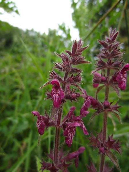 Hedge Woundwort Stachys sylvatica Lus-lhott cleiee