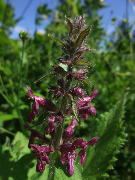 Hedge Woundwort Stachys sylvatica Lus-lhott cleiee