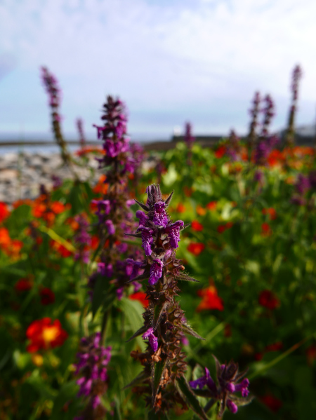 Hedge Woundwort Stachys sylvatica Lus-lhott cleiee