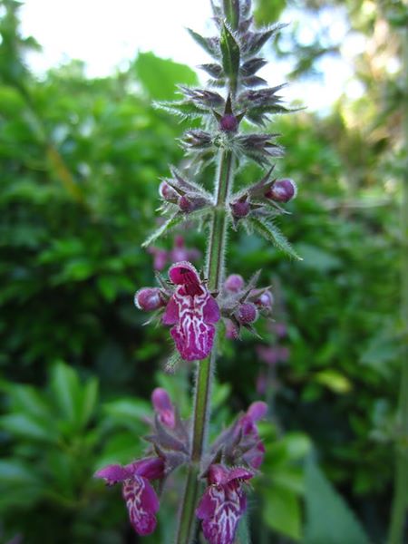 Hedge Woundwort Stachys sylvatica Lus-lhott cleiee