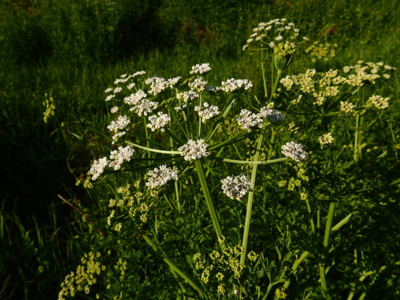 Hemlock Water-dropwort Oenanthe crocata Daaue bane