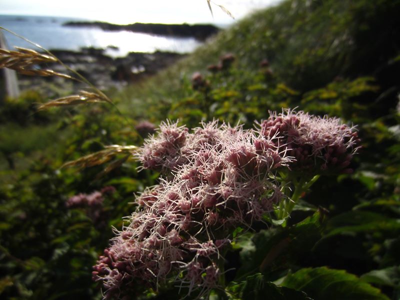 Hemp Agrimony Eupatorium cannabinum Jeshal