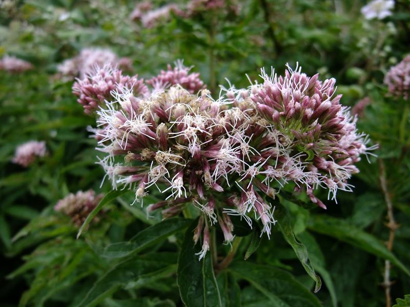 Hemp Agrimony Eupatorium cannabinum Jeshal