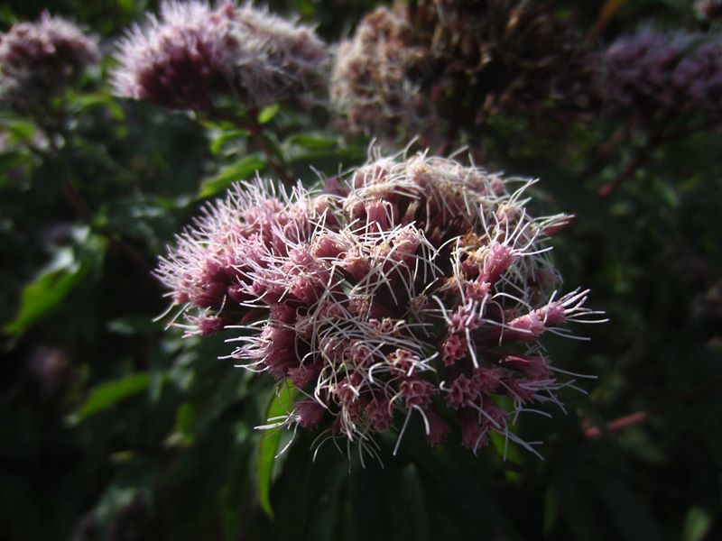 Hemp Agrimony Eupatorium cannabinum Jeshal