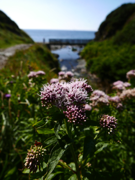 Hemp Agrimony Eupatorium cannabinum Jeshal