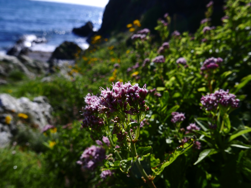 Hemp Agrimony Eupatorium cannabinum Jeshal