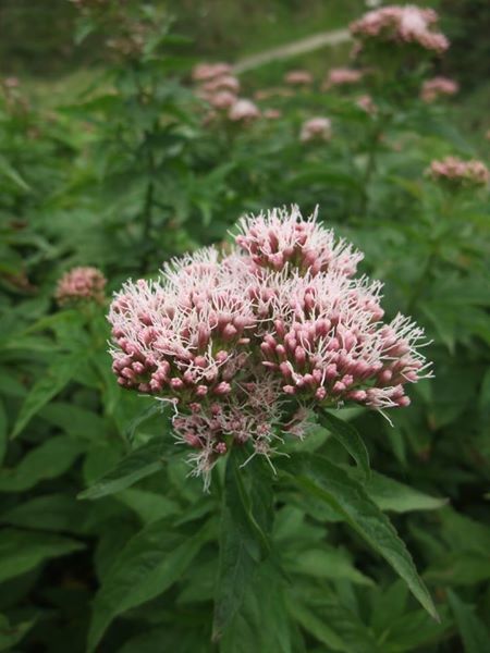 Hemp Agrimony Eupatorium cannabinum Jeshal