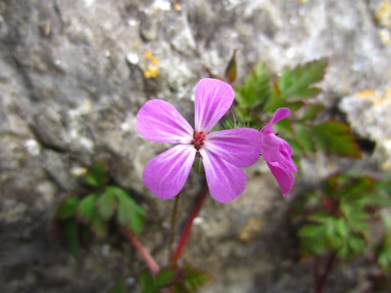 Herb Robert Geranium robertianum crouw yiarg