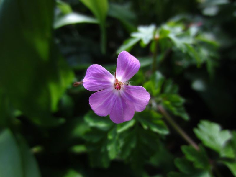 Herb Robert Geranium robertianum crouw yiarg