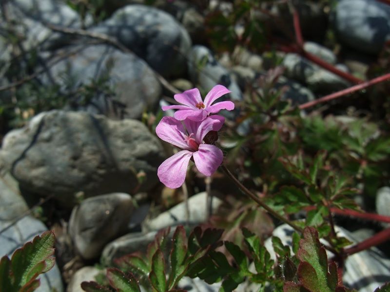 Herb Robert Geranium robertianum crouw yiarg