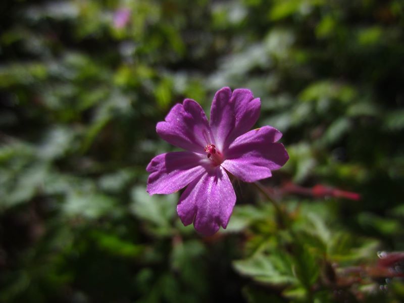 Herb Robert Geranium robertianum crouw yiarg