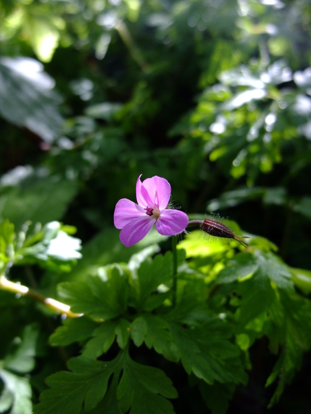 Herb Robert Geranium robertianum crouw yiarg