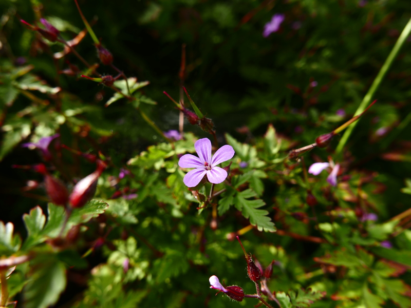 Herb Robert Geranium robertianum crouw yiarg