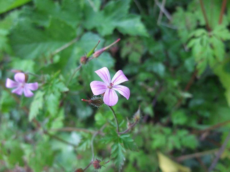 Herb Robert Geranium robertianum crouw yiarg