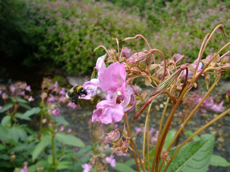 Himalayan Balsam Impatiens glandulifera Balsym Injinagh