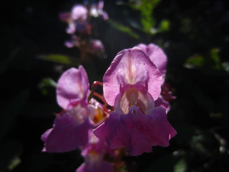 Himalayan Balsam Impatiens glandulifera Balsym Injinagh