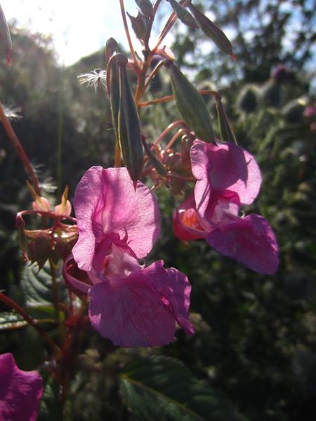 Himalayan Balsam Impatiens glandulifera Balsym Injinagh