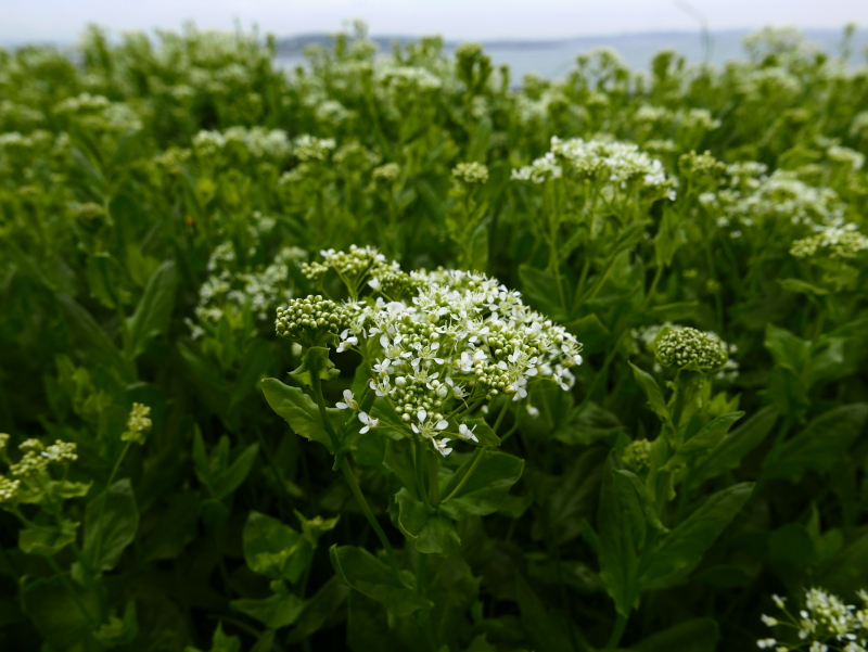 Hoary Cress Lepidium draba Burley lheeah