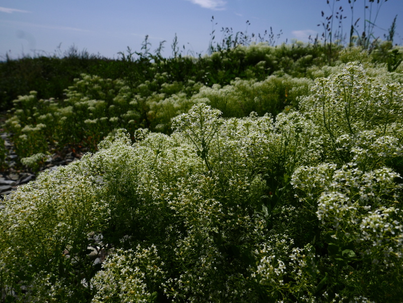 Hoary Cress Lepidium draba Burley lheeah