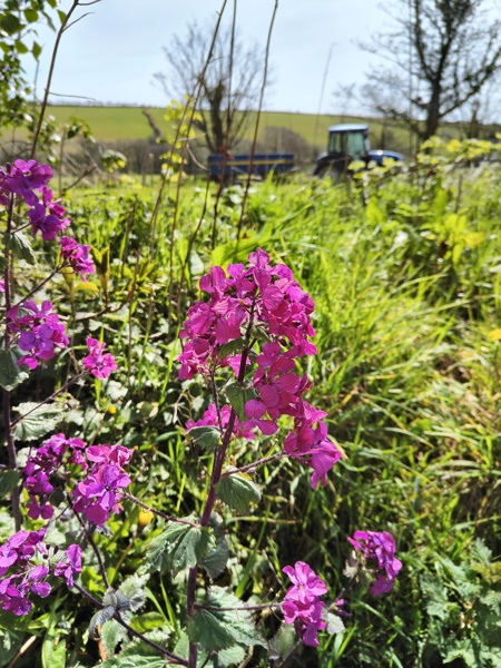 Honesty Lunaria annua -