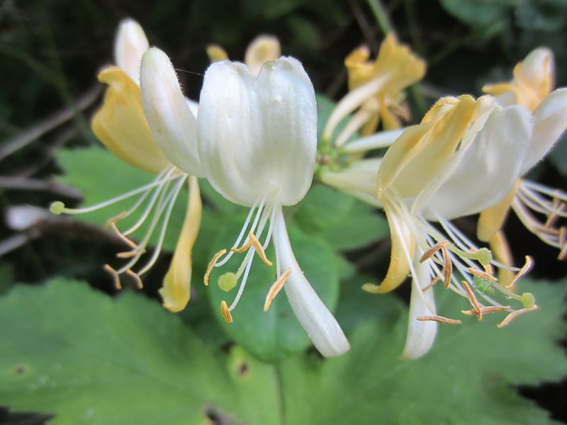 Honeysuckle Lonicera periclymenum Ullaagagh