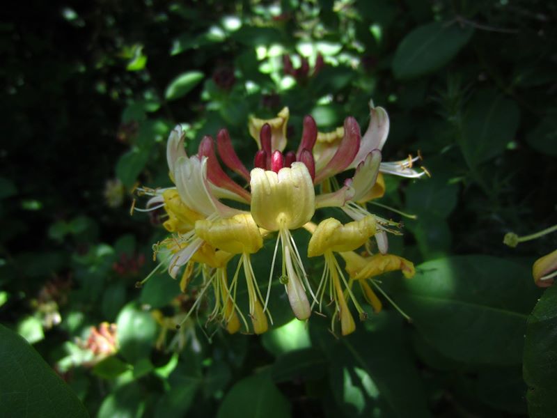 Honeysuckle Lonicera periclymenum Ullaagagh