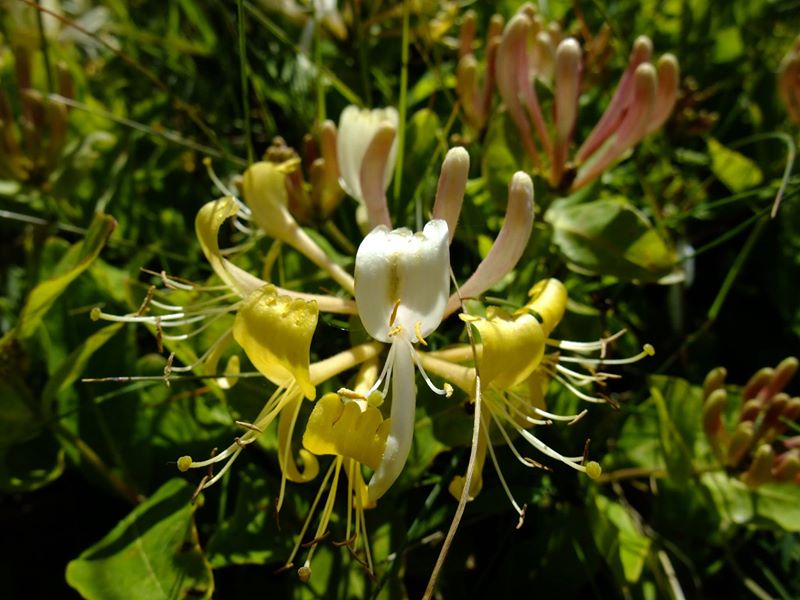 Honeysuckle Lonicera periclymenum Ullaagagh