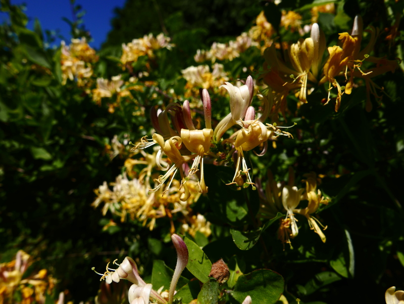 Honeysuckle Lonicera periclymenum Ullaagagh