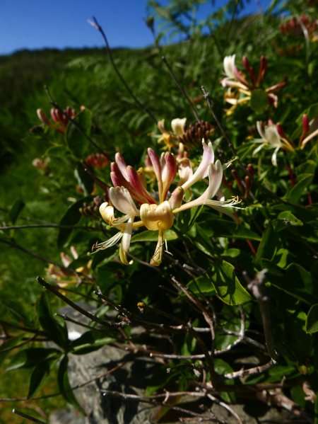 Honeysuckle Lonicera periclymenum Ullaagagh