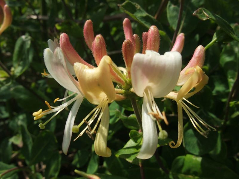 Honeysuckle Lonicera periclymenum Ullaagagh