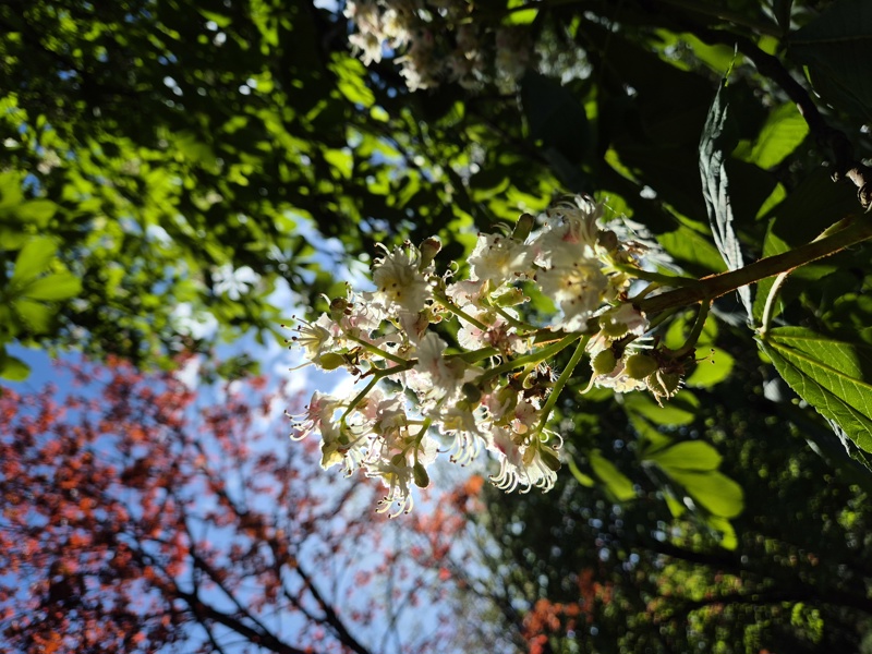 Horse-chestnut Aesculus hippocastanum Billey cro-cabbyl