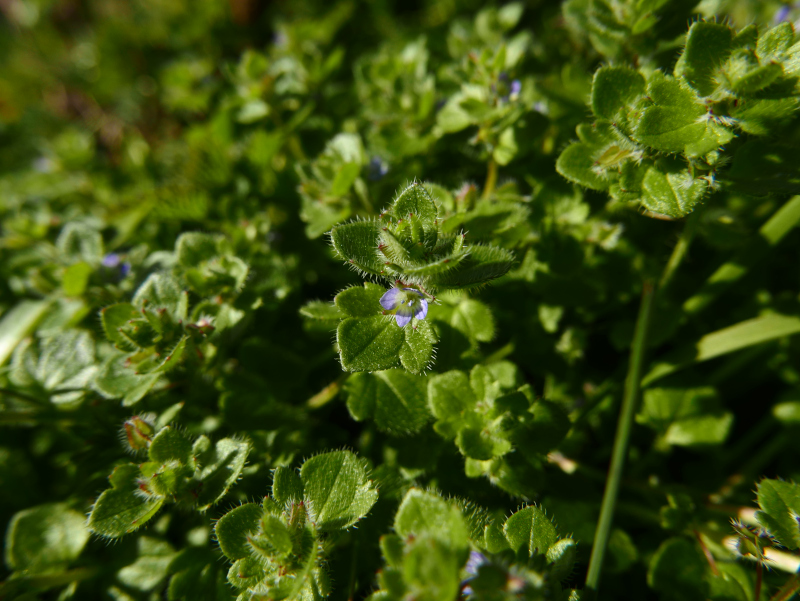 Ivy-leaved Speedwell Veronica hederifolia Lus-chray hibbinagh