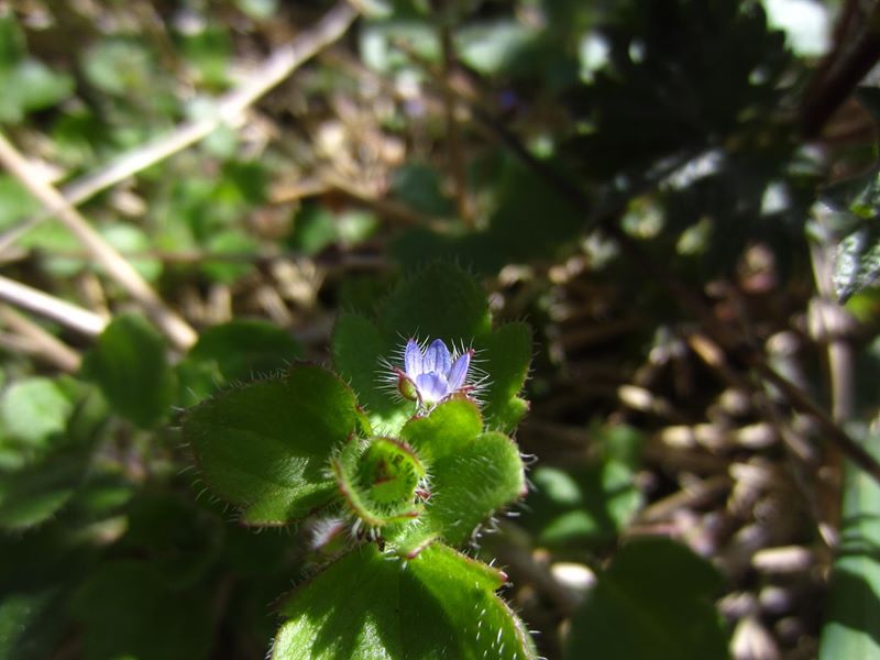 Ivy-leaved Speedwell Veronica hederifolia Lus-chray hibbinagh