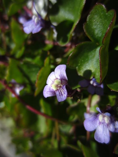 Ivy-leaved Toadflax Cymbalaria muralis Beayoo-lieen boalley