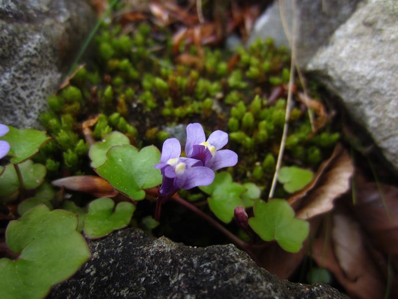 Ivy-leaved Toadflax Cymbalaria muralis Beayoo-lieen boalley