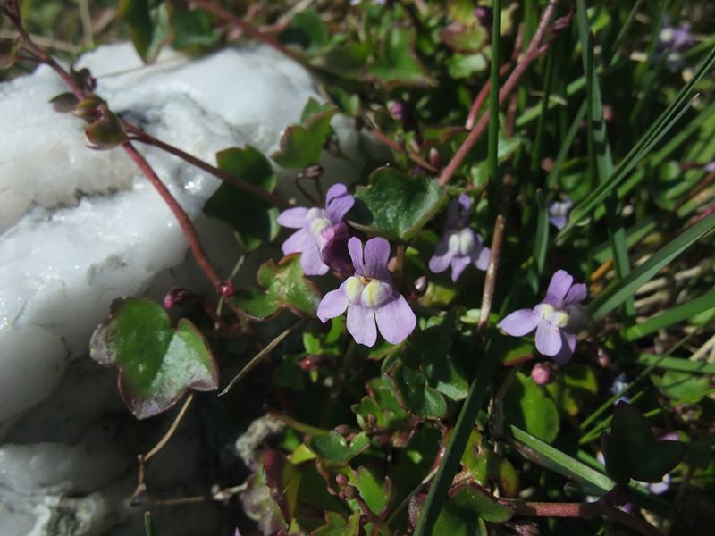 Ivy-leaved Toadflax Cymbalaria muralis Beayoo-lieen boalley