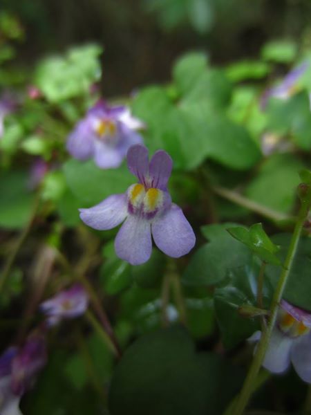 Ivy-leaved Toadflax Cymbalaria muralis Beayoo-lieen boalley