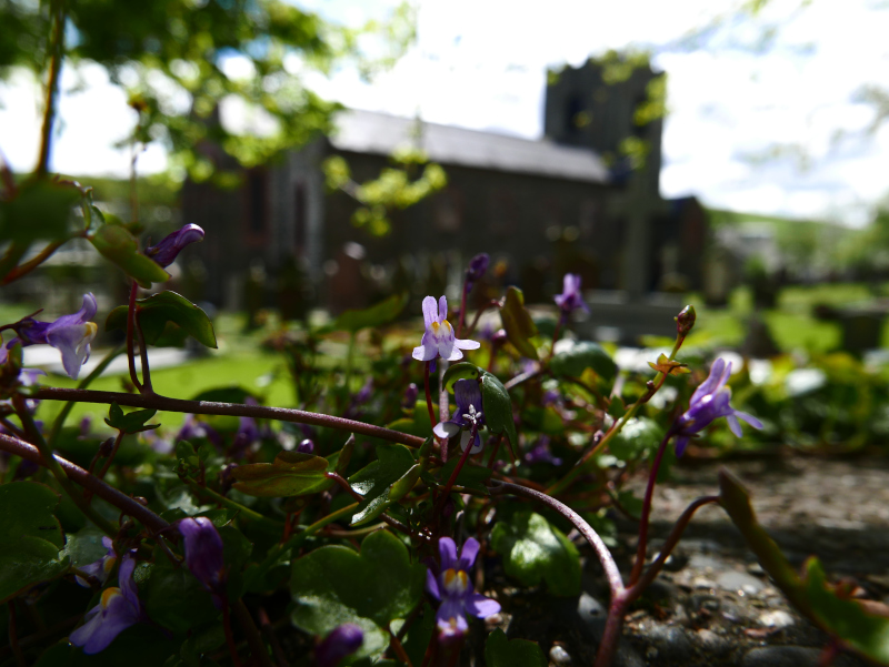 Ivy-leaved Toadflax Cymbalaria muralis Beayoo-lieen boalley