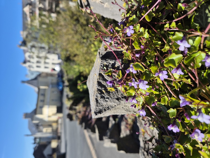 Ivy-leaved Toadflax Cymbalaria muralis Beayoo-lieen boalley