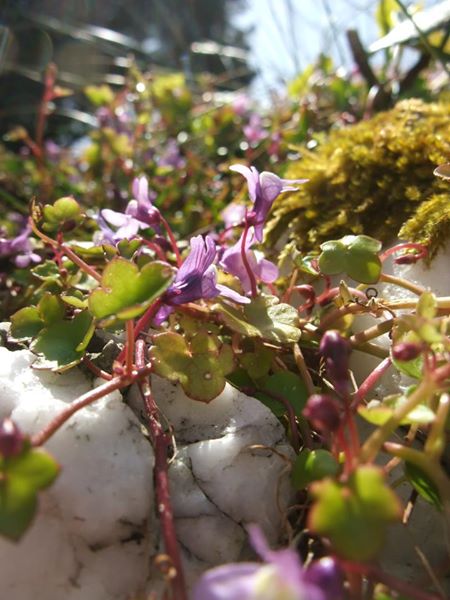 Ivy-leaved Toadflax Cymbalaria muralis Beayoo-lieen boalley