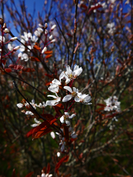 Juneberry Amelanchier lamarckii 