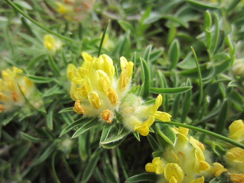 Kidney Vetch Anthyllis vulneraria Cass yn eayn