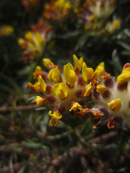 Kidney Vetch Anthyllis vulneraria Cass yn eayn