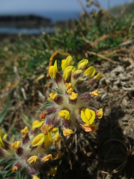 Kidney Vetch Anthyllis vulneraria Cass yn eayn