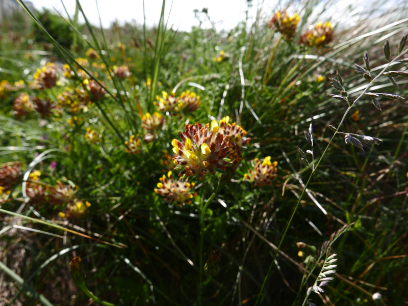 Kidney Vetch Anthyllis vulneraria Cass yn eayn