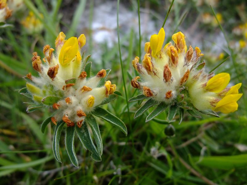 Kidney Vetch Anthyllis vulneraria Cass yn eayn