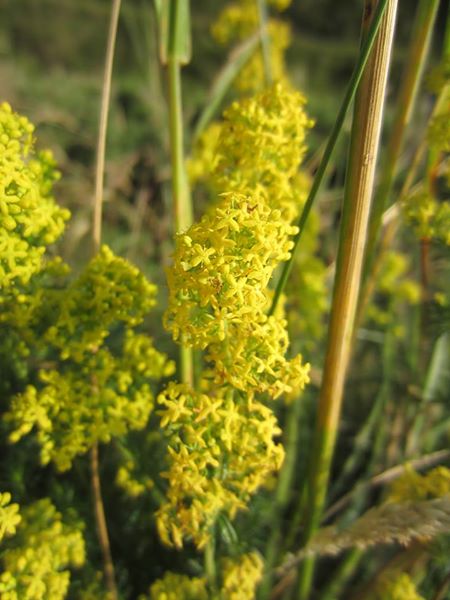 Lady's Bedstraw Galium verum lus y volley