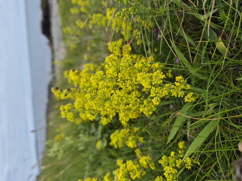 Lady's Bedstraw Galium verum lus y volley