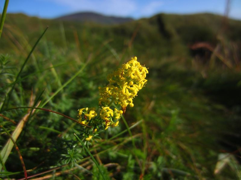 Lady's Bedstraw Galium verum lus y volley